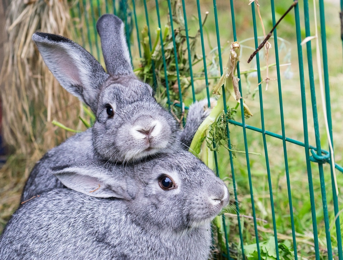 4 Important Tips for Building an Outdoor Bunny Hutch