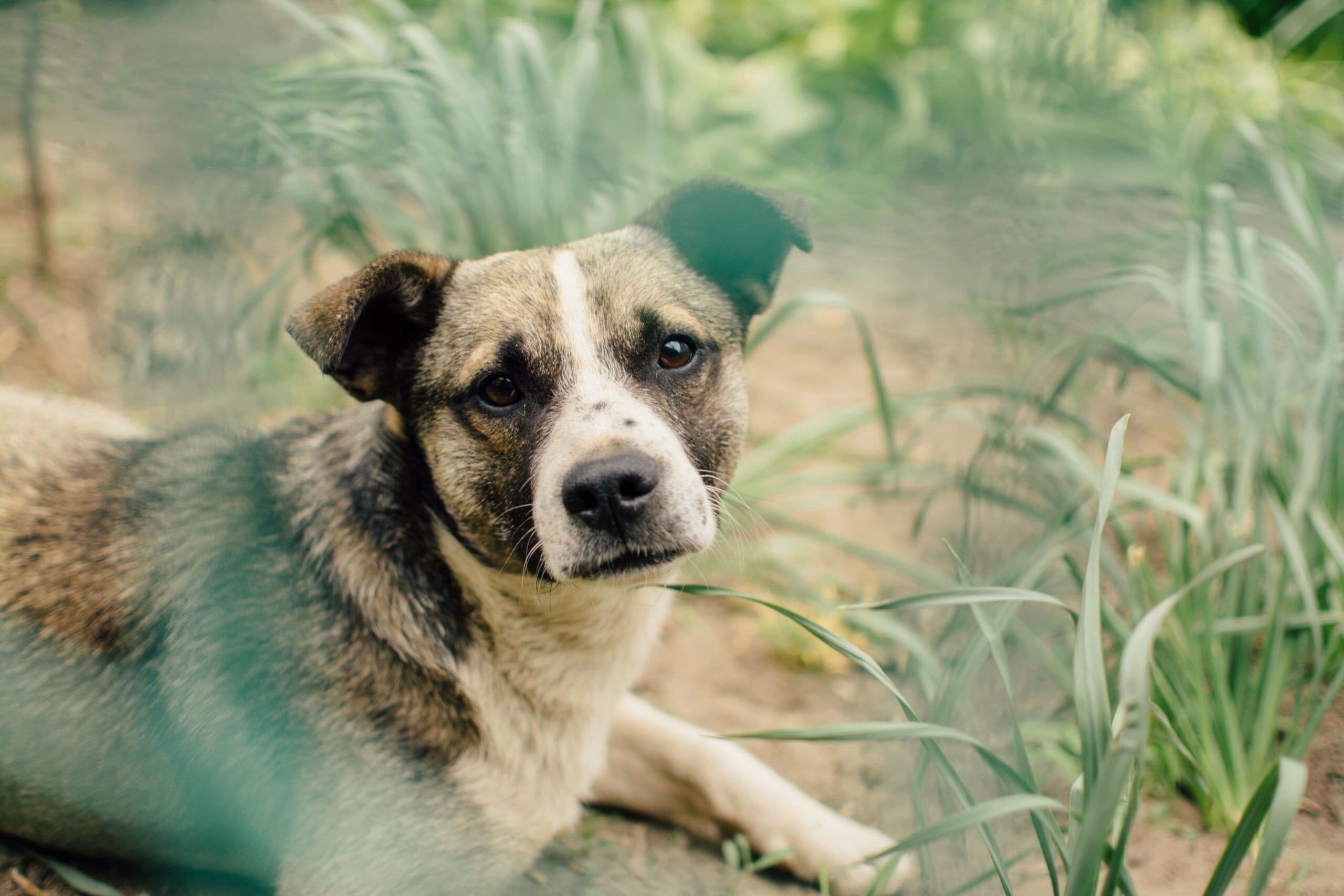 Microchipping Your Dog: What You Need to Know Resources Microchipping Your Dog: What You Need to Know Resources