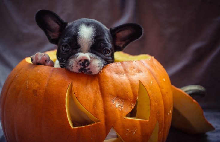 Easy DIY Halloween Costumes for Pets