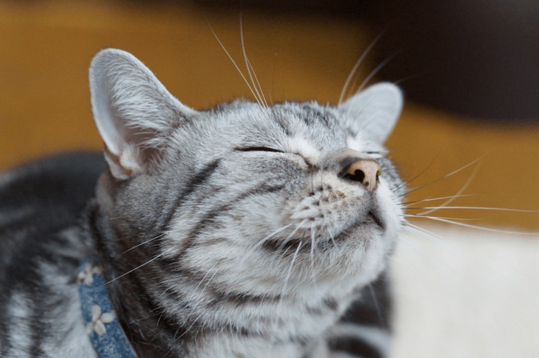 6 signs you need to get a cat sitter
