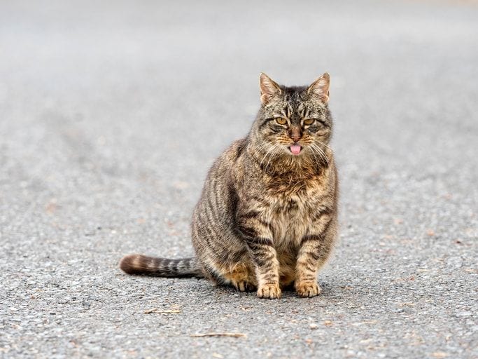 How to Tell If a Cat Is Pregnant: 5 Tell-Tale Signs