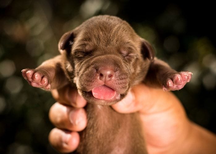 Puppy life stages: Our guide for newborn puppy care, week by week