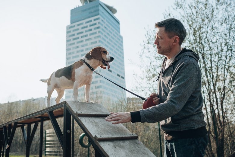 Training Your Dog to Live in the City