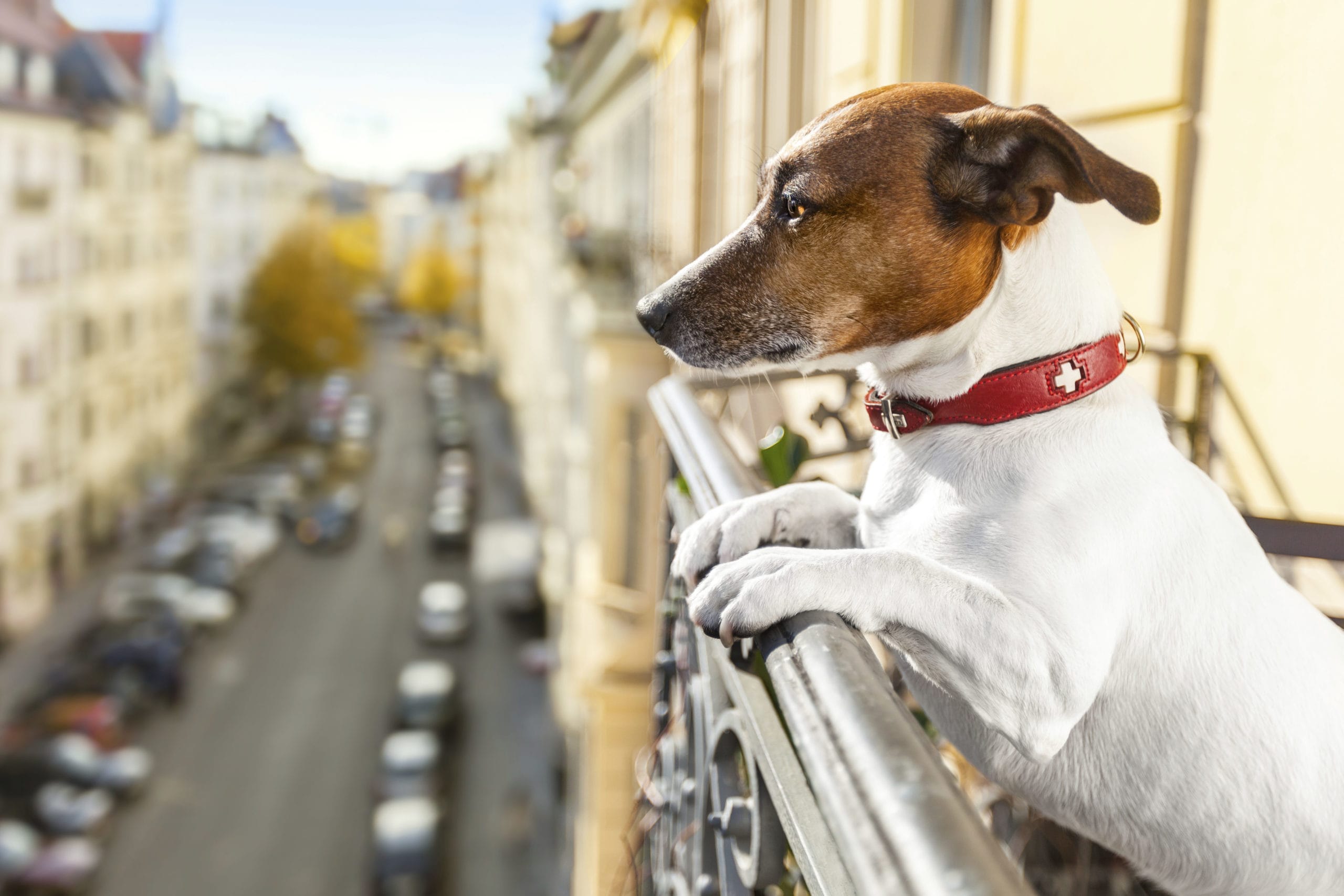 How to Ease Your Dog’s Fear of Loud Noises