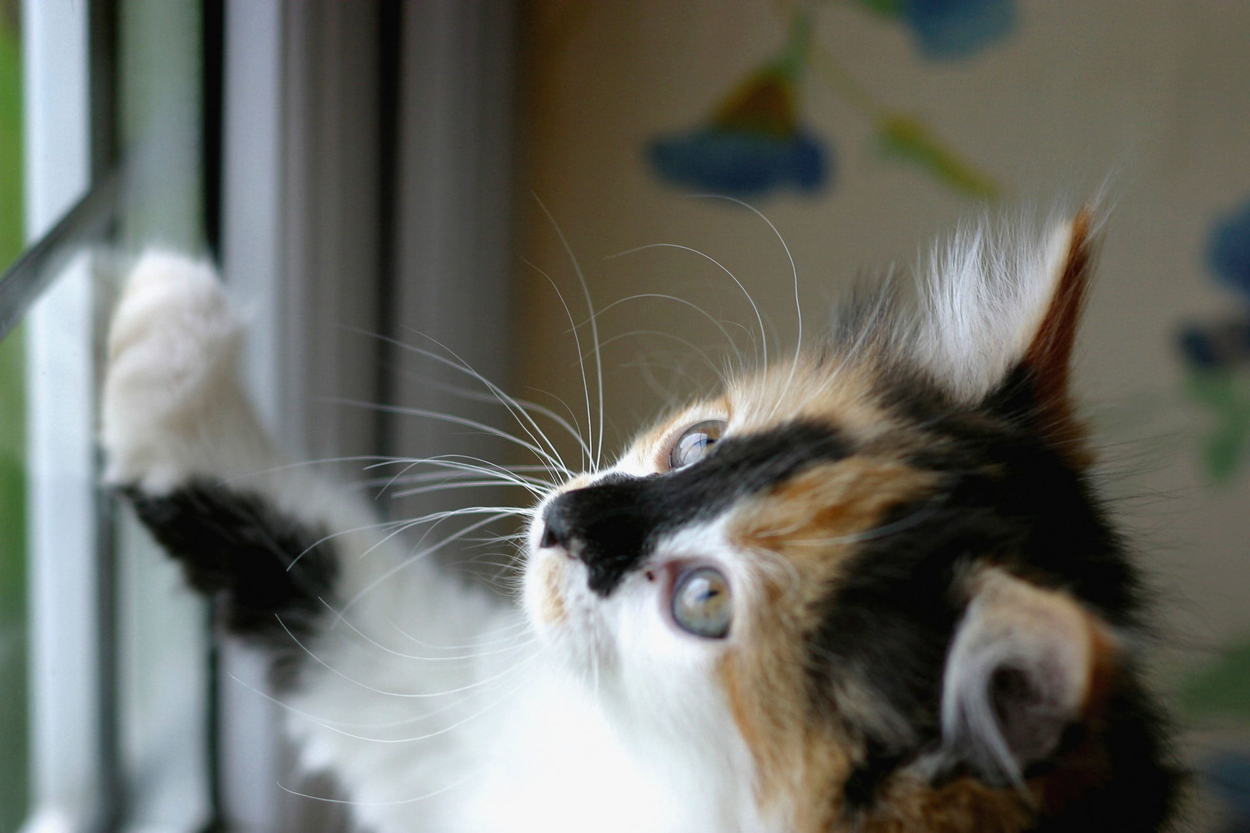 6 Ways Cats Make Your Life Better