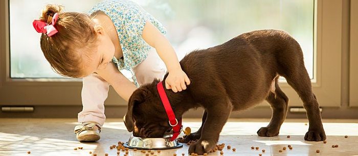 House Training a Puppy