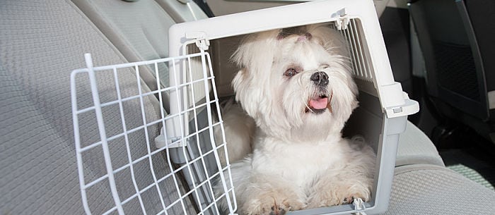 Crate Training Your Dog: A Good or Bad Idea?