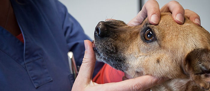 Dog Teeth Cleaning: Take Care of Your Canine’s Canines