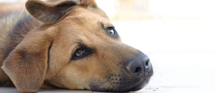 Diabetes in Dogs: Causes, Symptoms & Treatment