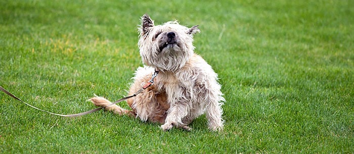 Giardia In Dogs: Understanding Canine Parasites