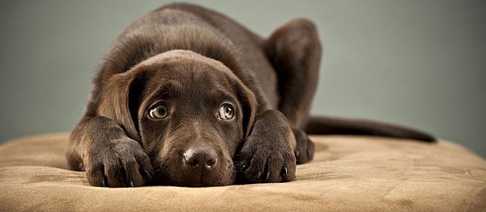 Separation Anxiety In Dogs: How To Help