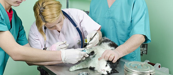 Cat Abscess: Causes, Symptoms and Treatment