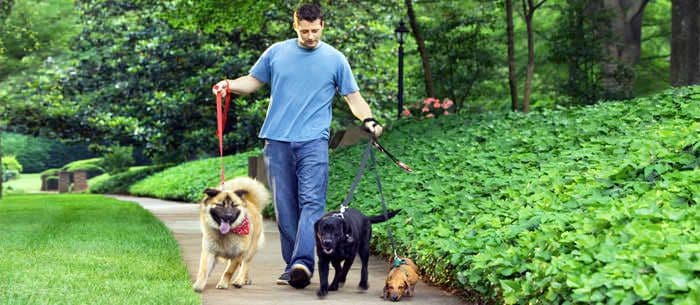 Want to become a dog walker? Follow these steps on how to do it