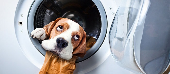Pet Cleaning Hacks to Blow You Away