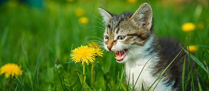 Cat Language: Know Your Cat Noises