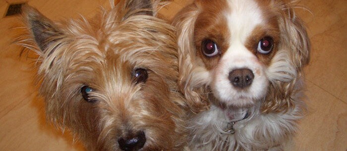 Get Pet Owners to Respond to You on Care.com