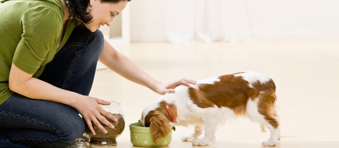 Finding Your Ideal Pet Care