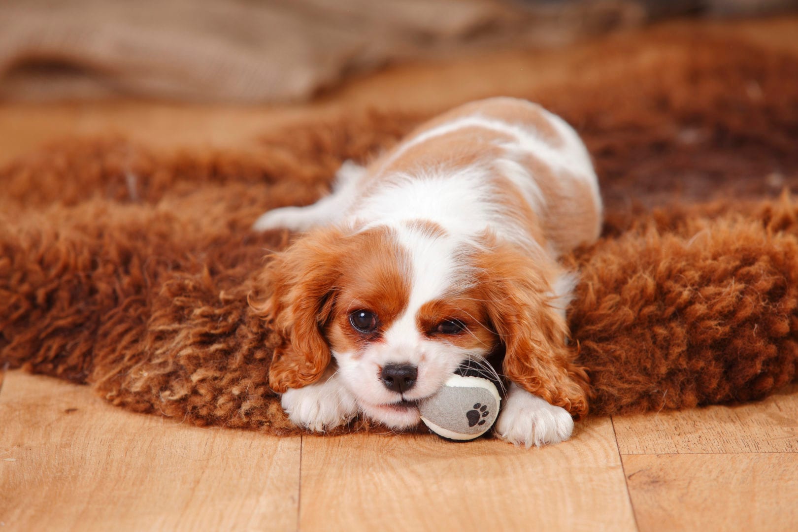 6 Addictive and Fun Indoor Game Ideas for Your Dog