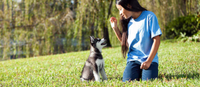 5 DIY Dog Training Tips