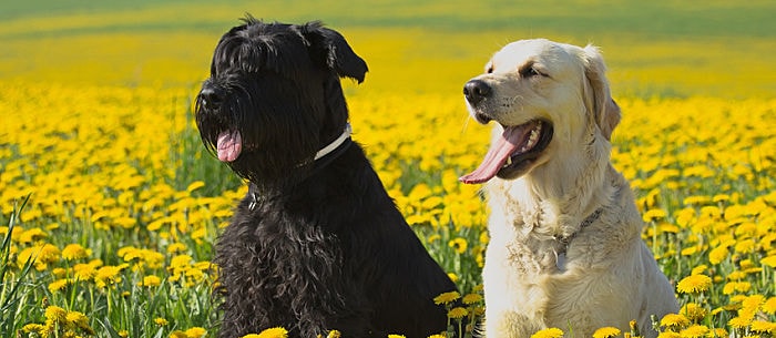 12 Toxic Plants for Dogs