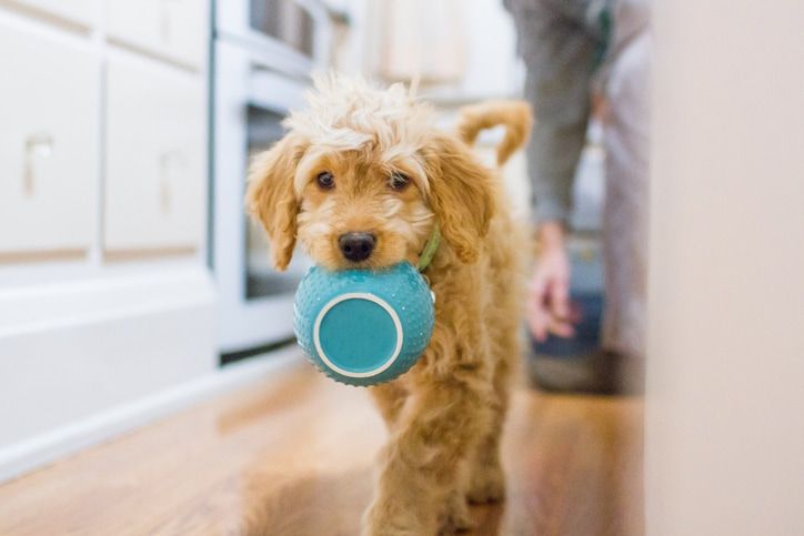 The Dog Diet: How to Keep Weight Off Your Dog