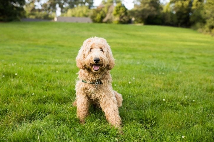 Frequent Urination in Dogs: When to Call the Vet