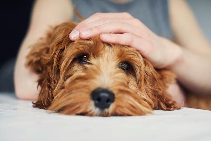 7 Home Remedies for Dog Dandruff
