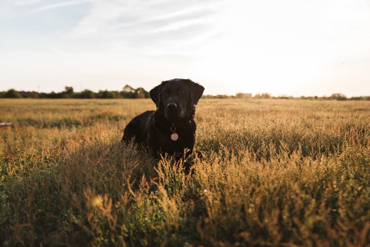 Feeding Your Pet the Eco-Friendly Way