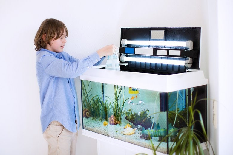 How to Set up an Aquarium