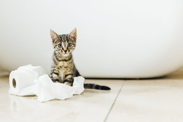 House-training Your Kitten