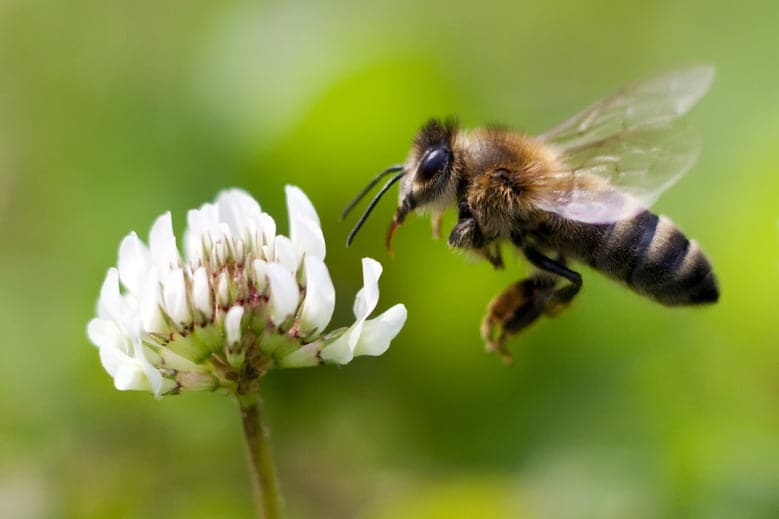How to Make Your Balcony Bee-friendly