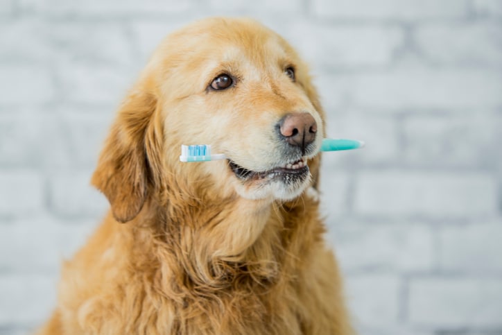 5 Homemade Dog Toothpaste Recipes to Freshen Up Dog Breath