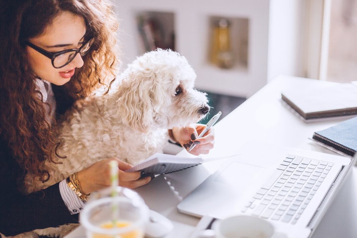Are Dogs in The Office Really a Good Idea?