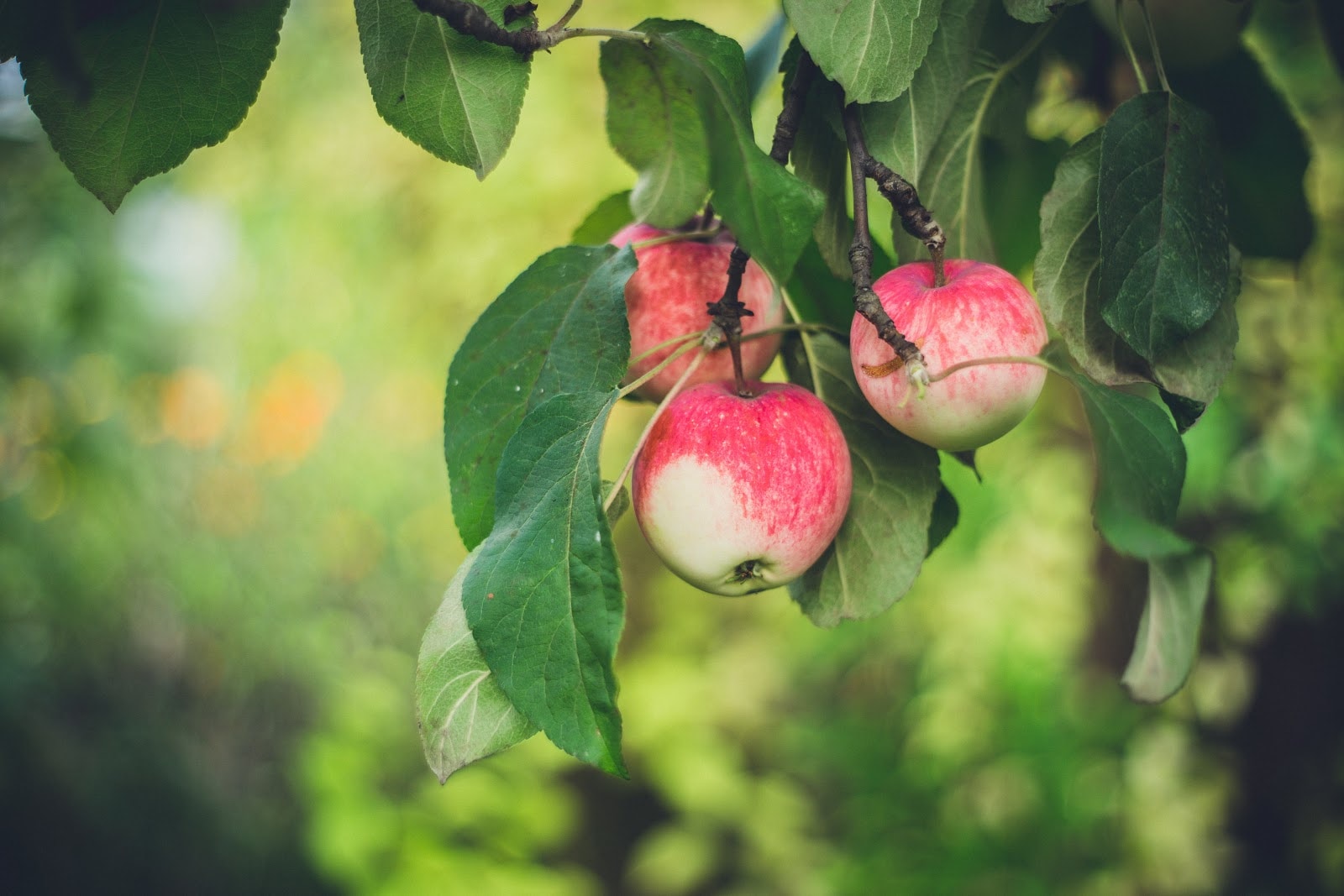 The 5 Best Orchards for Apple Picking Near Atlanta