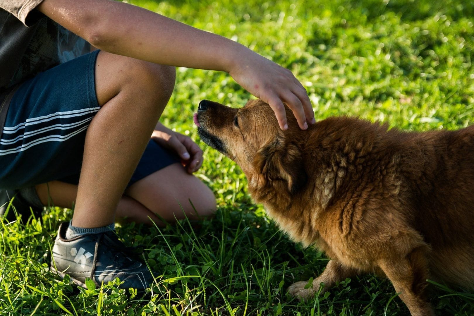 The Dog Psychology Behind a Bite or Attack: What Owners Need to Know