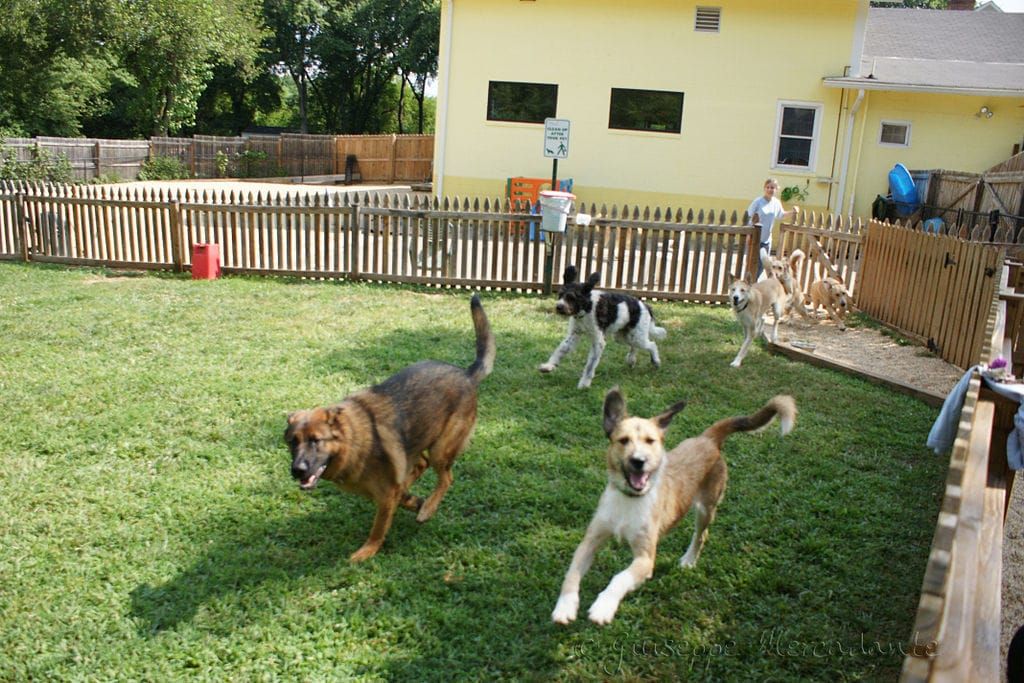 5 Doggy Day Care Spots in Miami That Will Make Your Pup Feel Right at Home