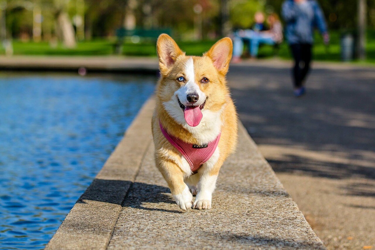 5 Miami Dog Parks That Lead the Pack