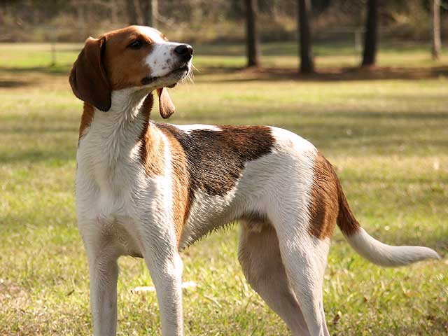 Treeing Walker Coonhound: Brains, beauty and boundless energy