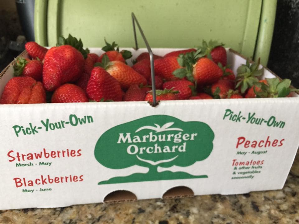 The 10 Best Places for Strawberry Picking Around Austin