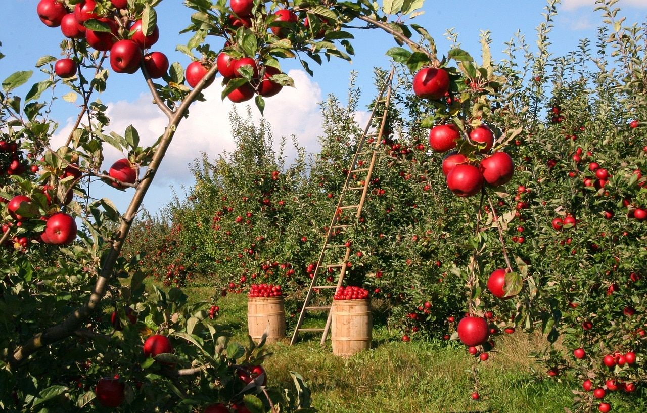 Where to score fresh Honeycrisp apples around Indianapolis