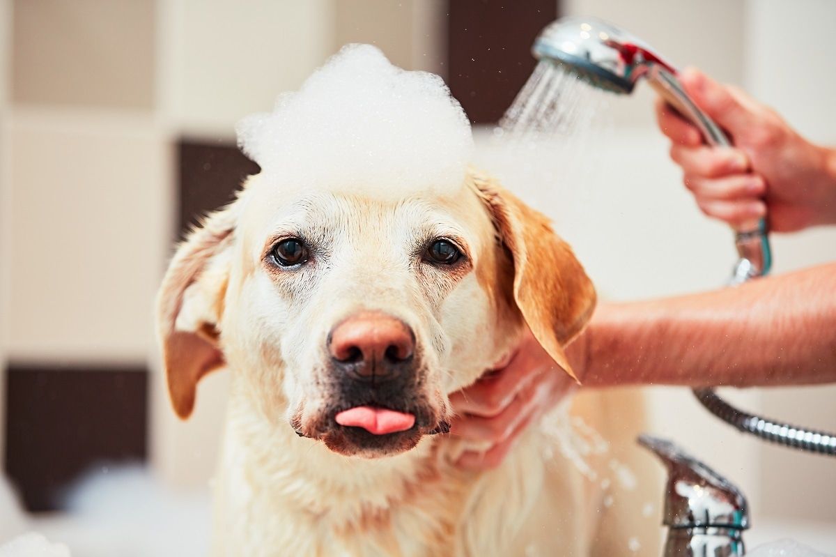 Eco-friendly Fur Care for Dogs