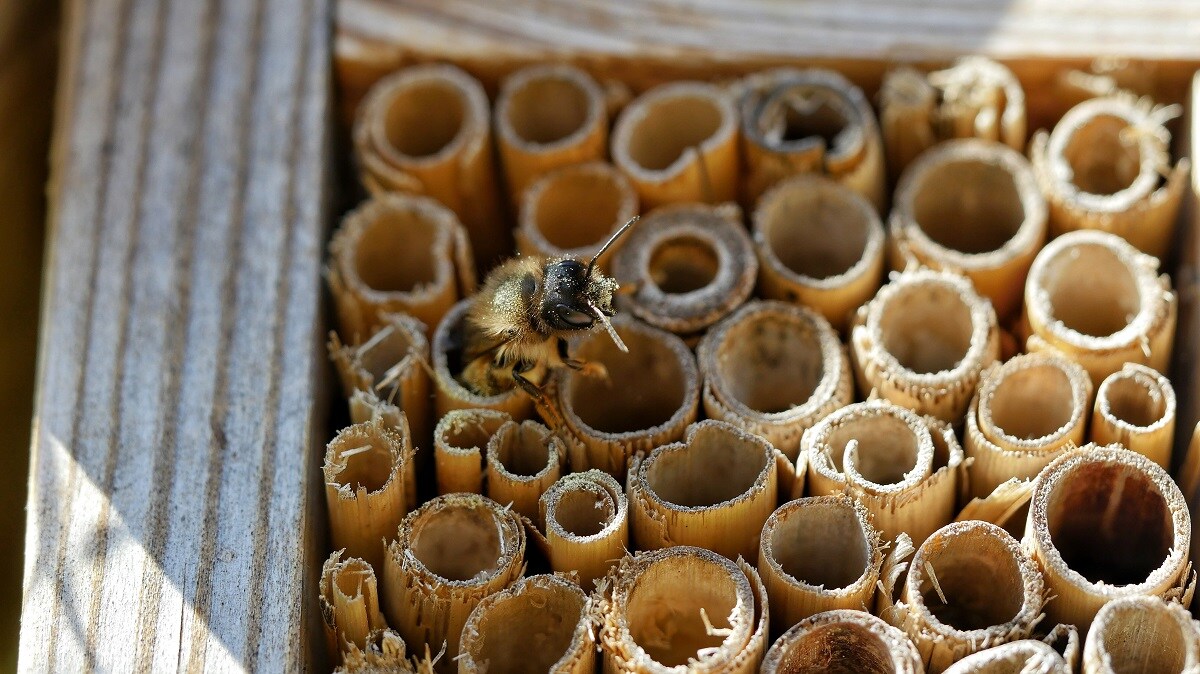 Insect Hotel: How to Create One and Why You Should