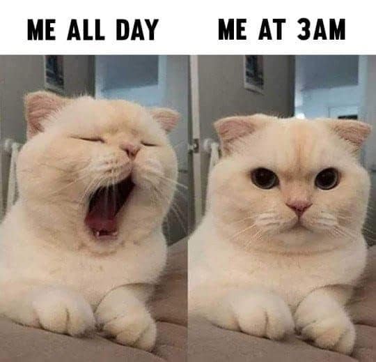 50 Funny And Relatable Cat Memes That Show Why The Internet Loves Them So  Much, As Shared On This FB Page