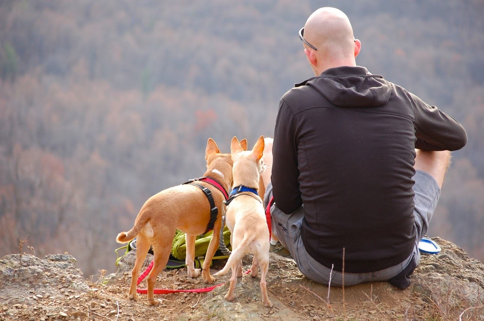 Best Trails for Dog Walks by State