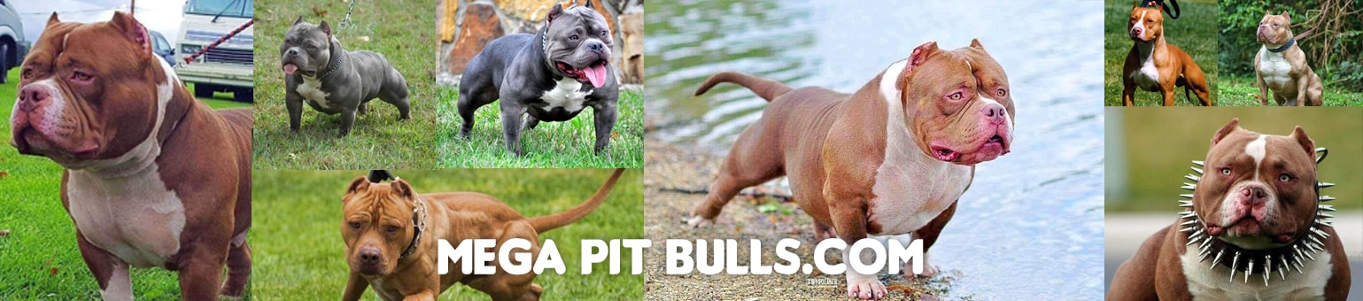Some Facts to Know Before Buying a Pit Bull