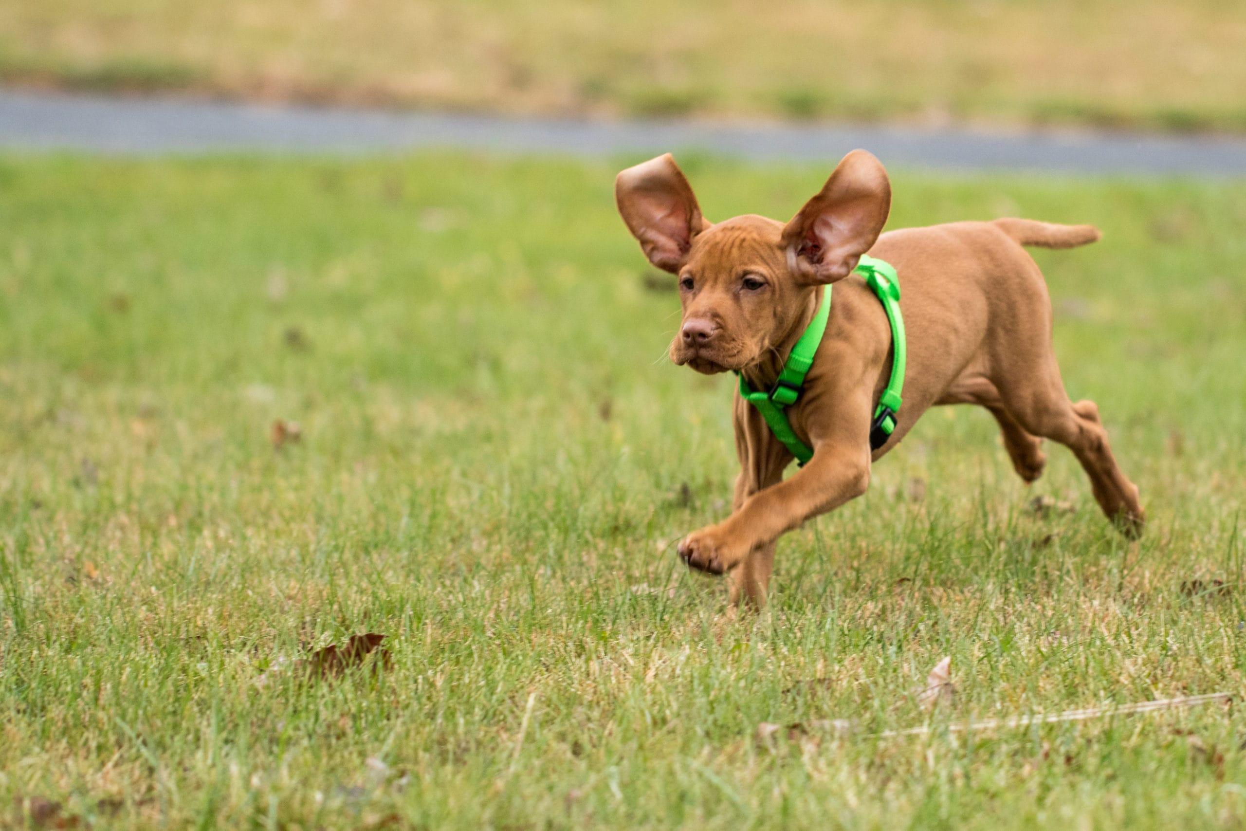 Breed of the Month: Vizsla