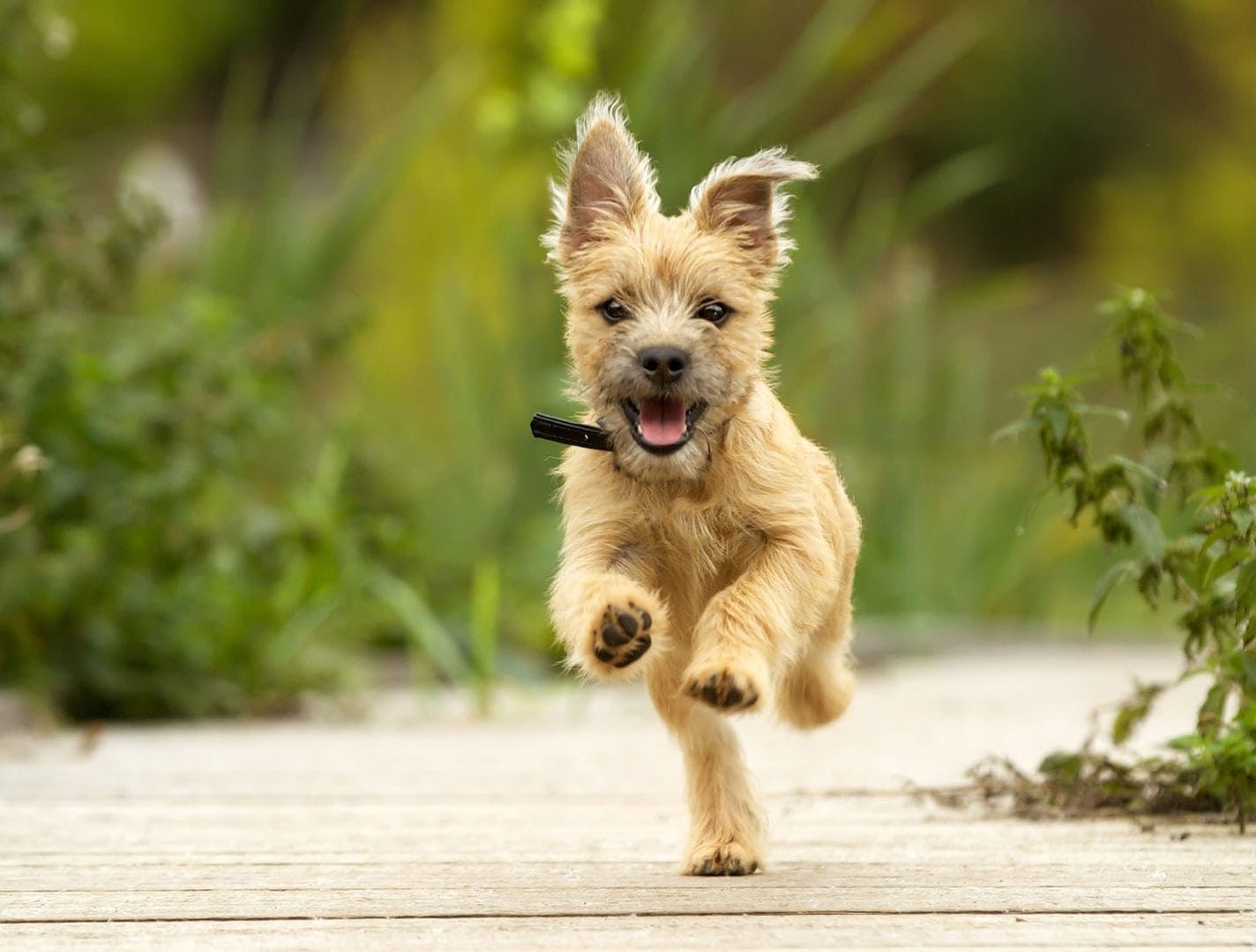 25 reasons dogs are the best pets on Earth