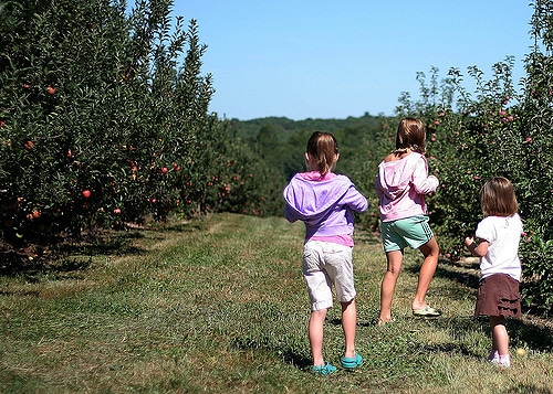The 10 Best Places to Go Apple Picking Around Boston