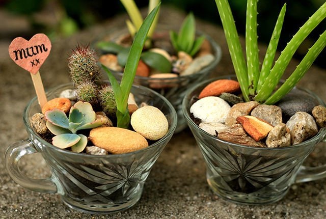 These DIY mini succulent gardens are a Mother’s Day gift that kids can make