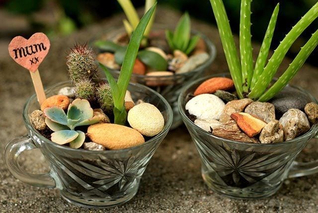 These DIY mini succulent gardens are a Mother’s Day gift that kids can make